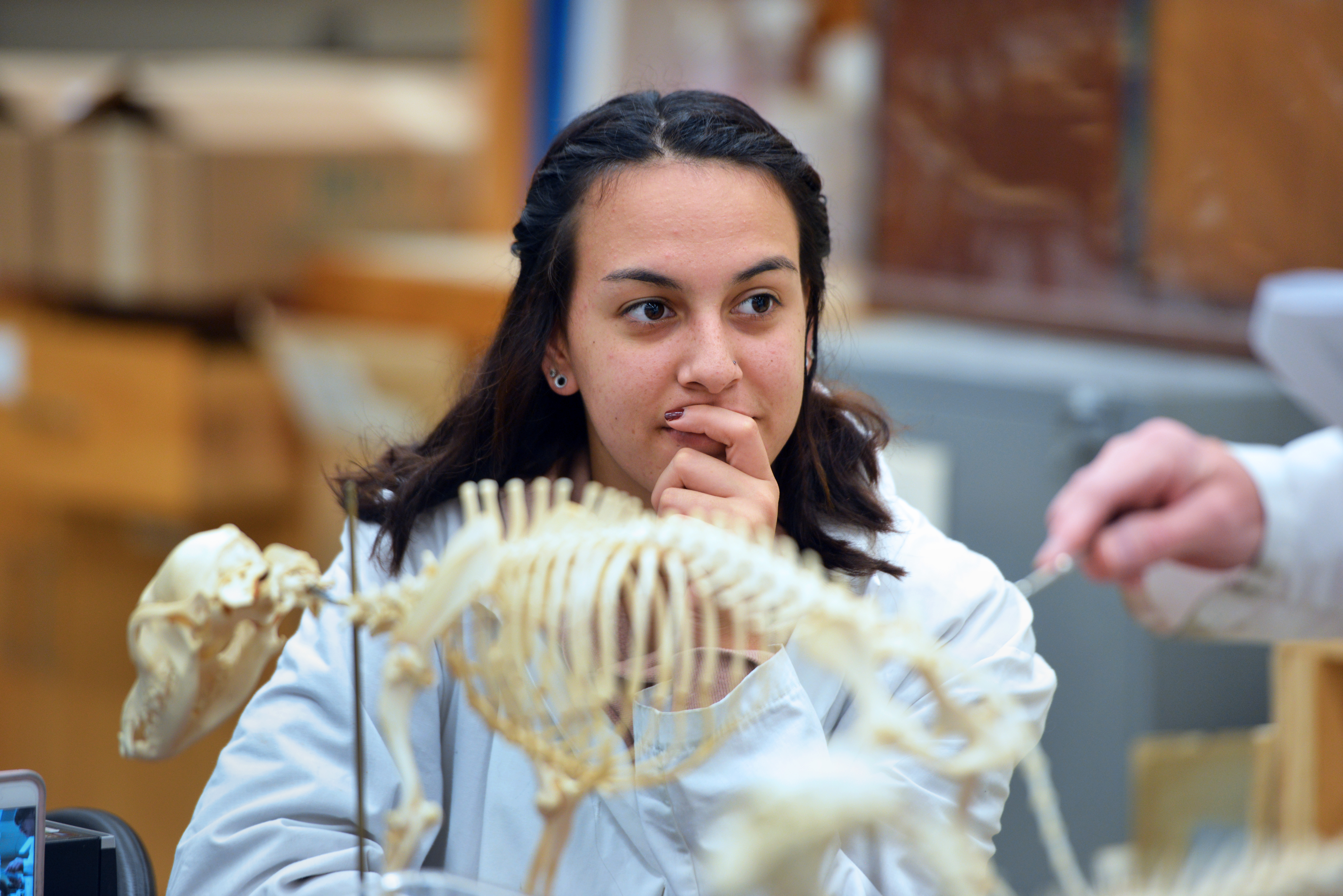A 첥 looks over an animal skeleton